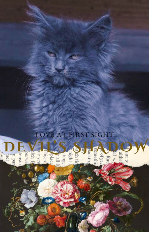 Love at First Sight Devil's Shadow, chaton Maine Coon