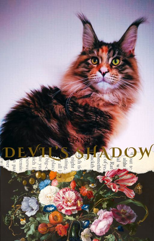 Devil's Shadow Obscure Clarté - Maine Coon