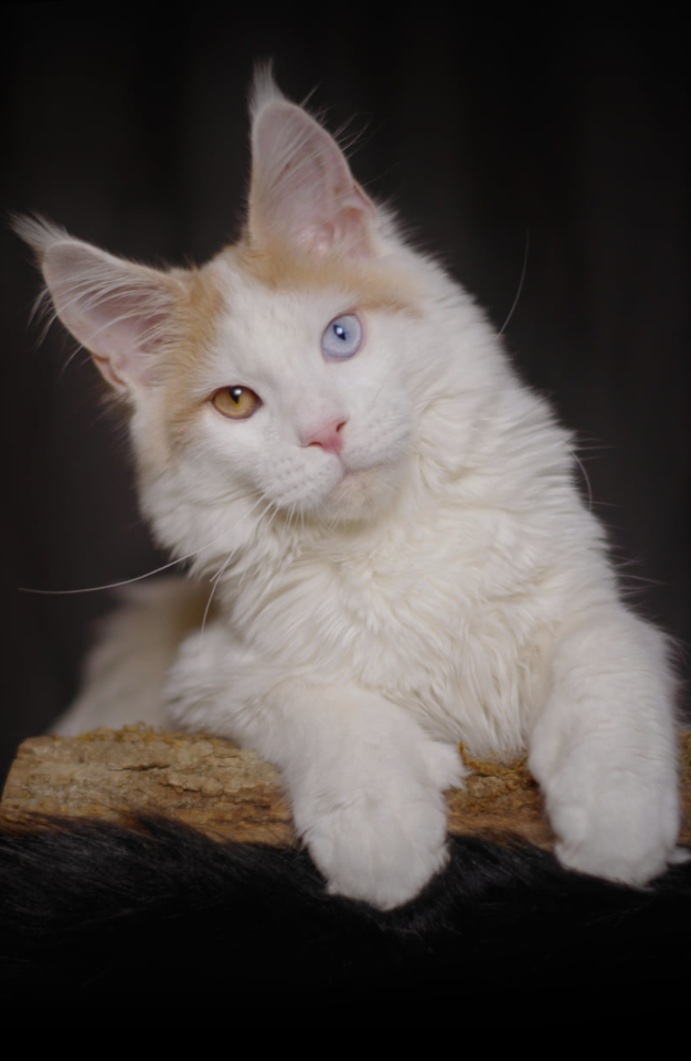Ivar Maine Coon polydactyle yeux vairons