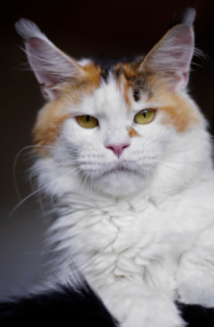 Maine Coon brown torbie XXL avec Wild Look
