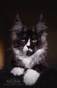 chaton maine coon black smoke et blanc