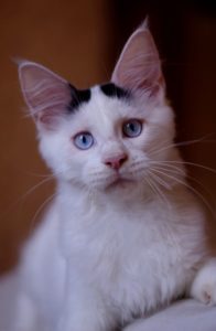 Maine Coon LOOF aux yeux bleus