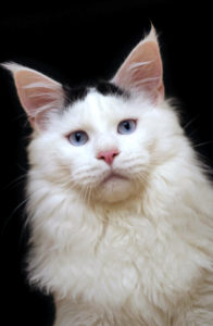 Maine Coon exceptionnel et rare aux yeux bleus