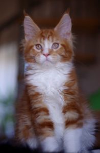 Chaton Maine Coon red et blanc