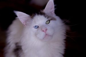 Maine Coon aux yeux vairons, Maine Coon rare XXL
