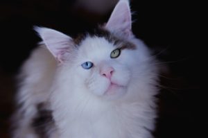 Maine Coon aux yeux vairons, Maine Coon rare XXL