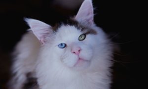 Maine Coon aux yeux vairons, Maine Coon rare XXL