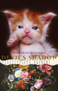 Chaton MAine Coon disponible en Dordogne