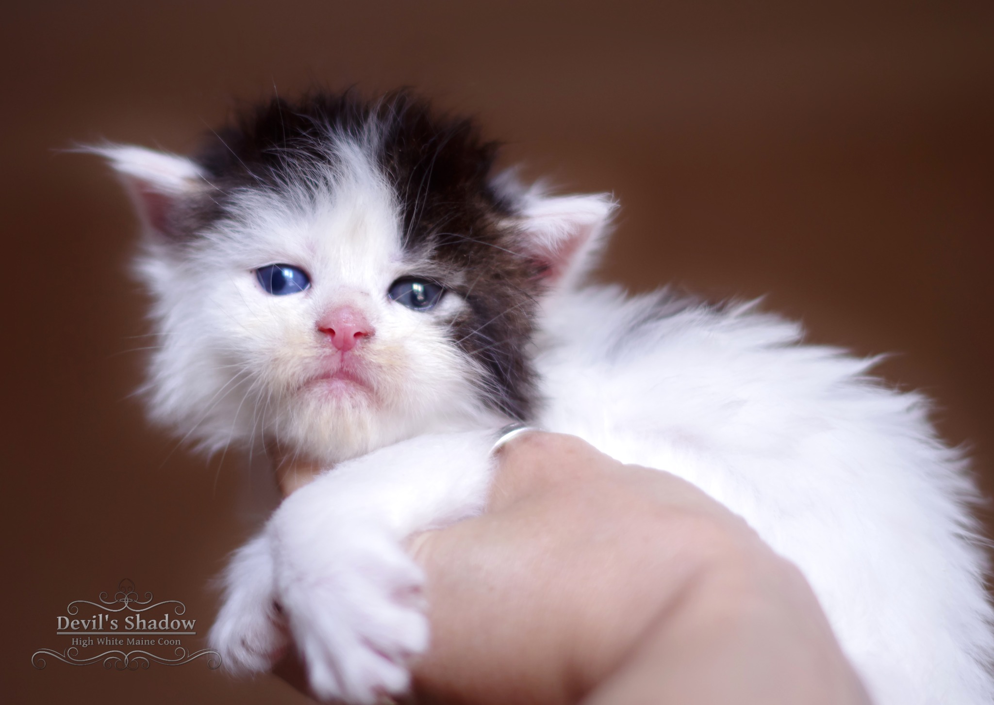 enïba – Chatonne Maine Coon Brown Tabby Van née en juillet 2024