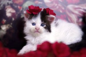 Chatonne Maine coon avec fleurs sur la tête