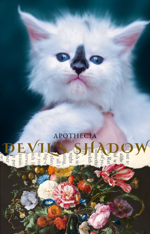 Chaton Maine Coon photographie Devil's Shadow