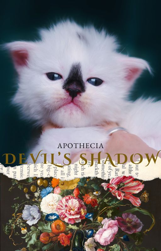 Chaton Maine Coon photographie Devil's Shadow
