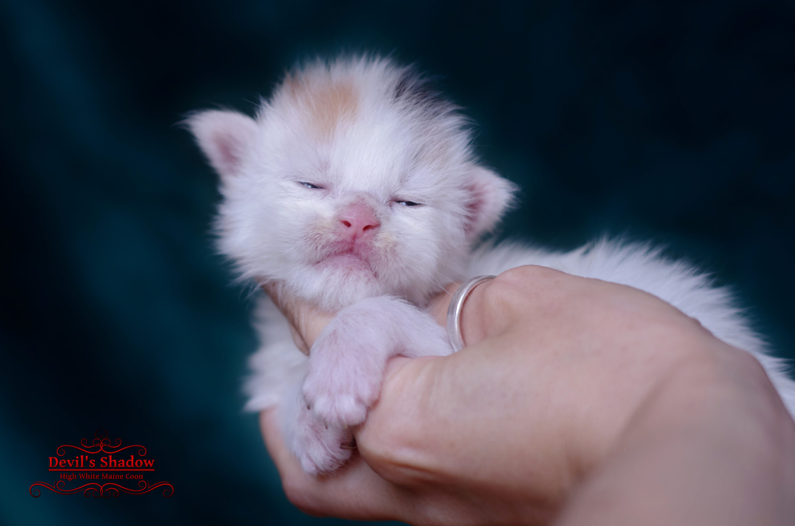 Ambrelune, chatonne Maine Coon black tortie van aux yeux vairons récessifs née le 18 juin 2025