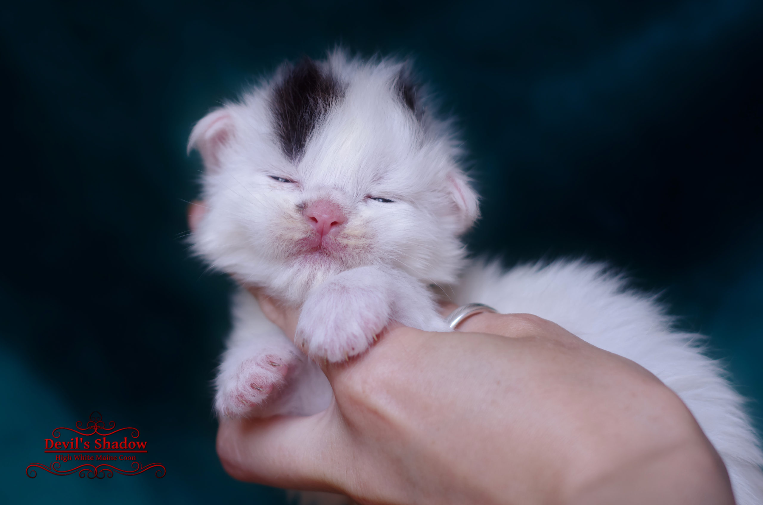 Astra Tenebris, chatonne Maine Coon brown tabby van aux yeux vairons récessifs née en 2025
