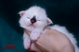 chaton noir van de 5 jours