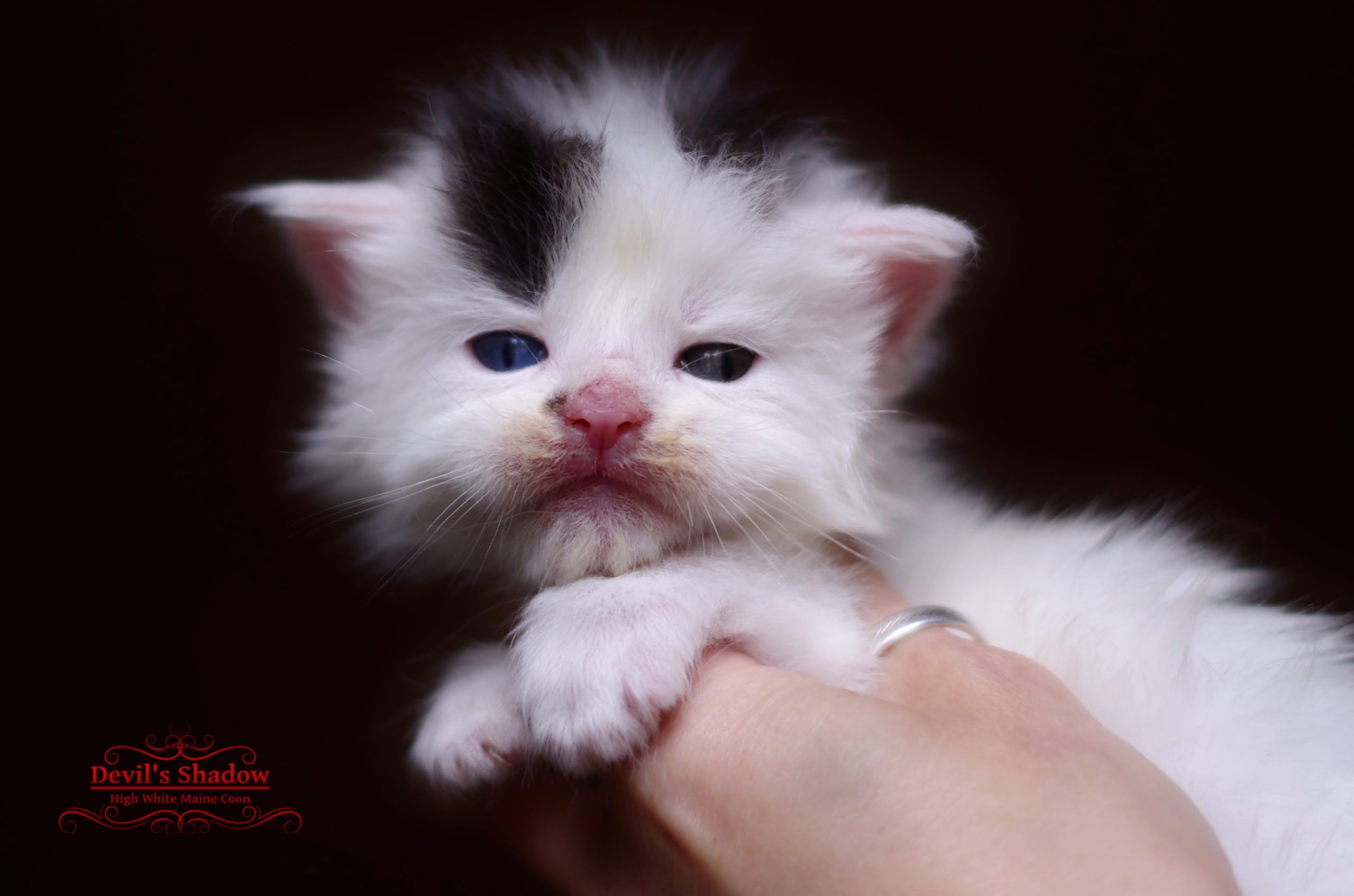 Chatonne Maine Coon aux yeux vairons et robe van – Astra Tenebris, née le 18 juin 2025