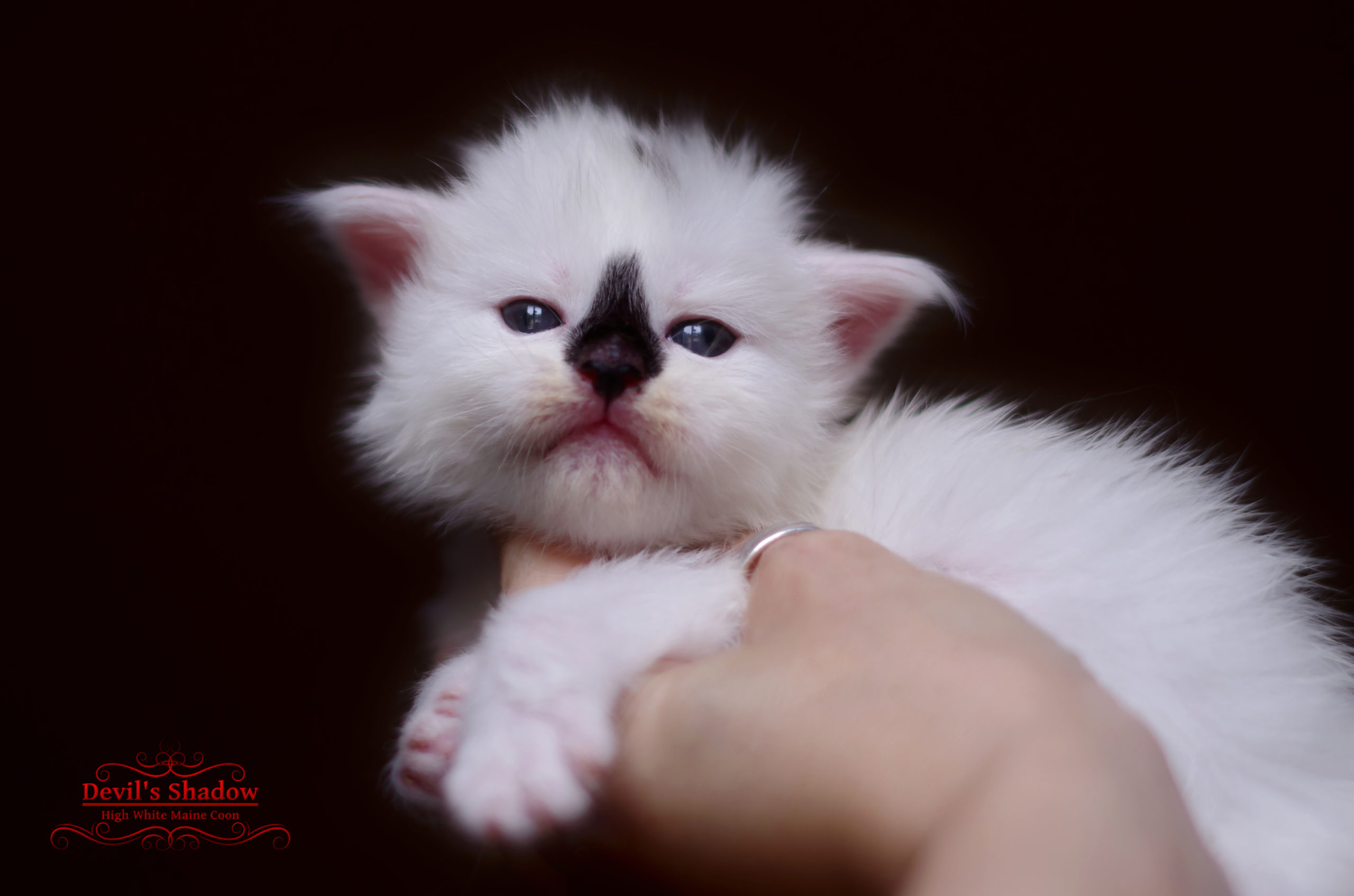 Apothecia, chaton Maine Coon noir et blanc au caractère espiègle et joyeux