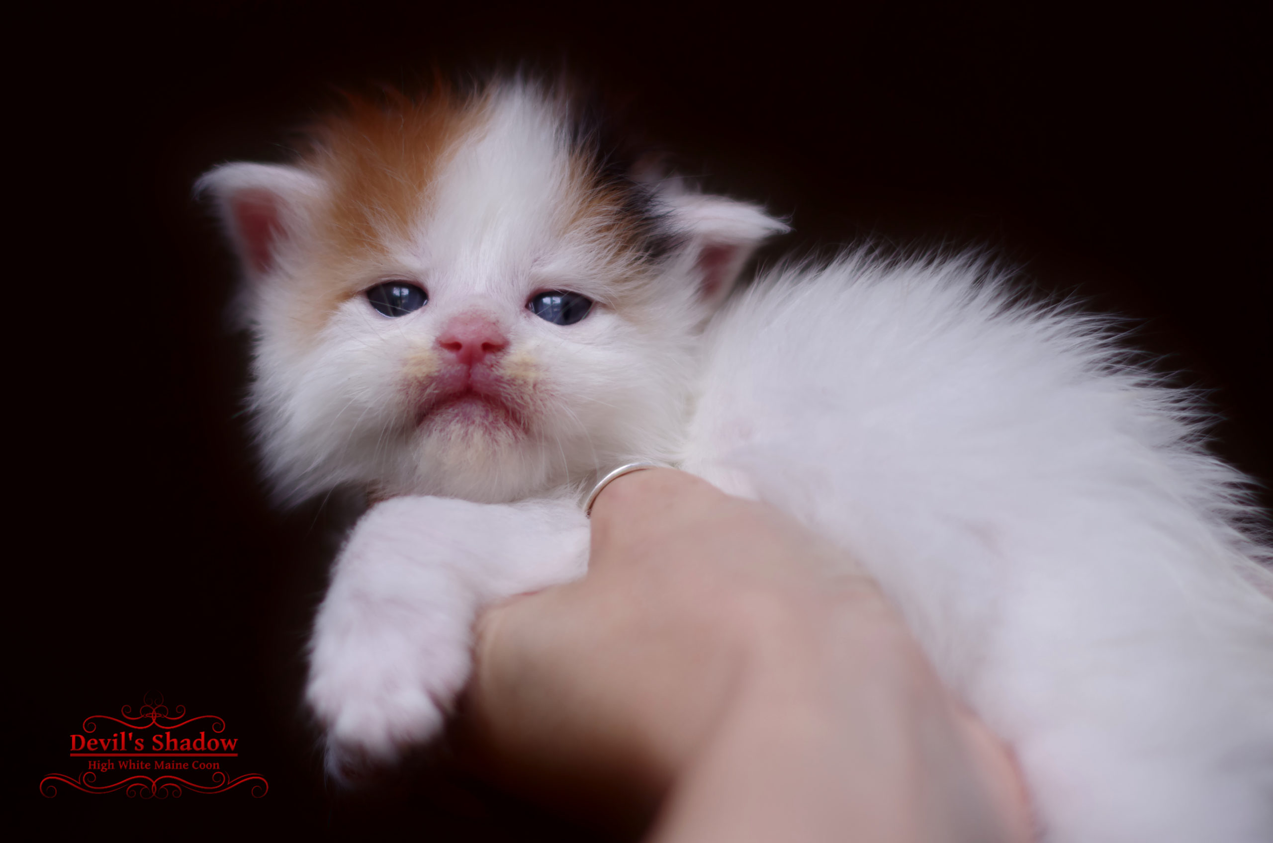 Chaton Maine Coon femelle brown torbie avec de larges panachures blanches – Alchimia